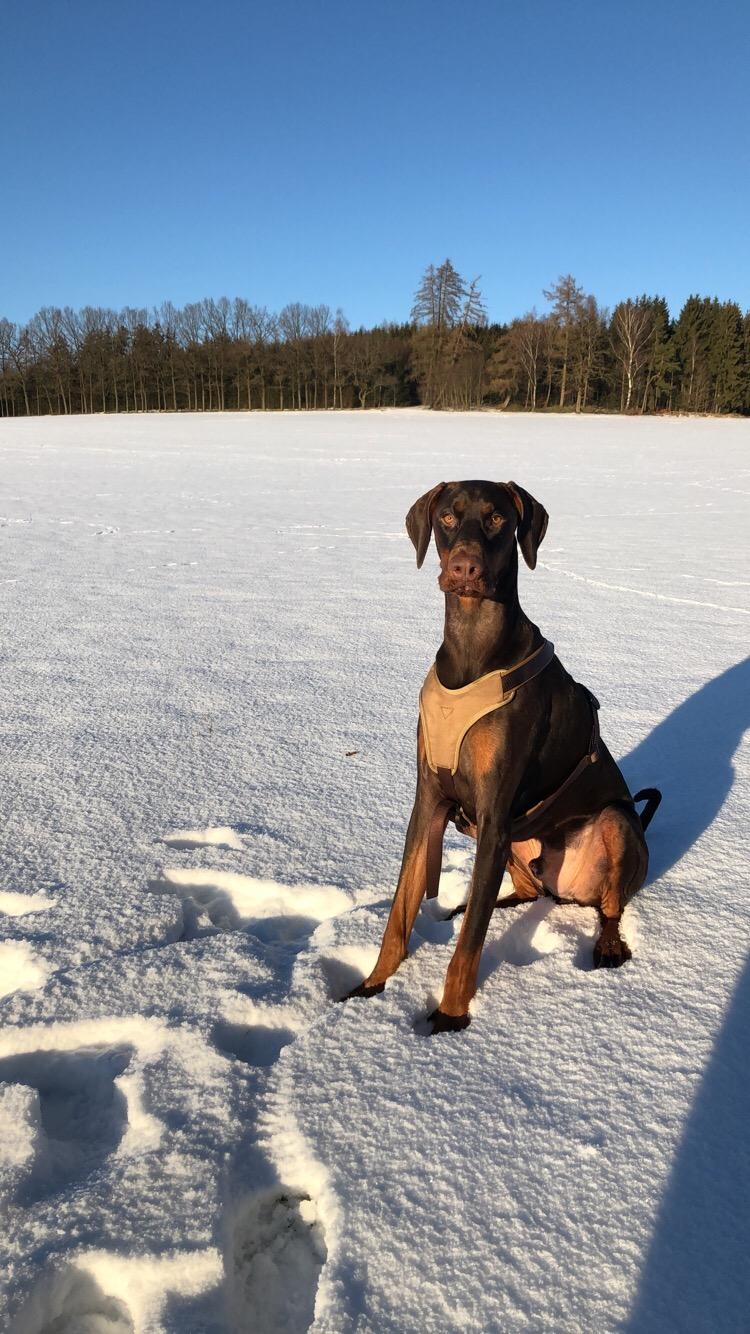 Top für mittelgroße Hunde