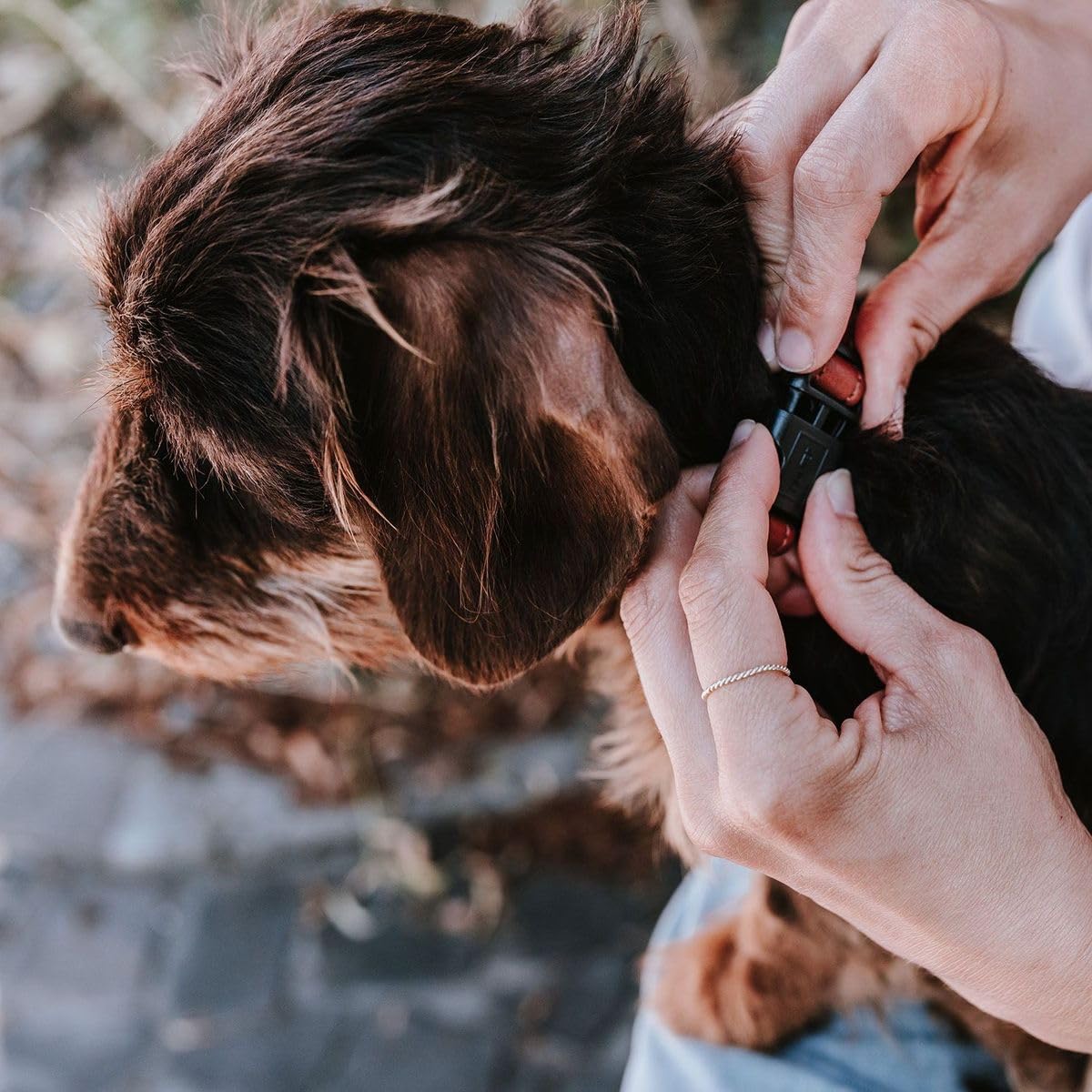 hunter-hundehalsung-canadian-up-weiche-lederhalsung-f-r-kleine-hunde-und-welpen- image 8