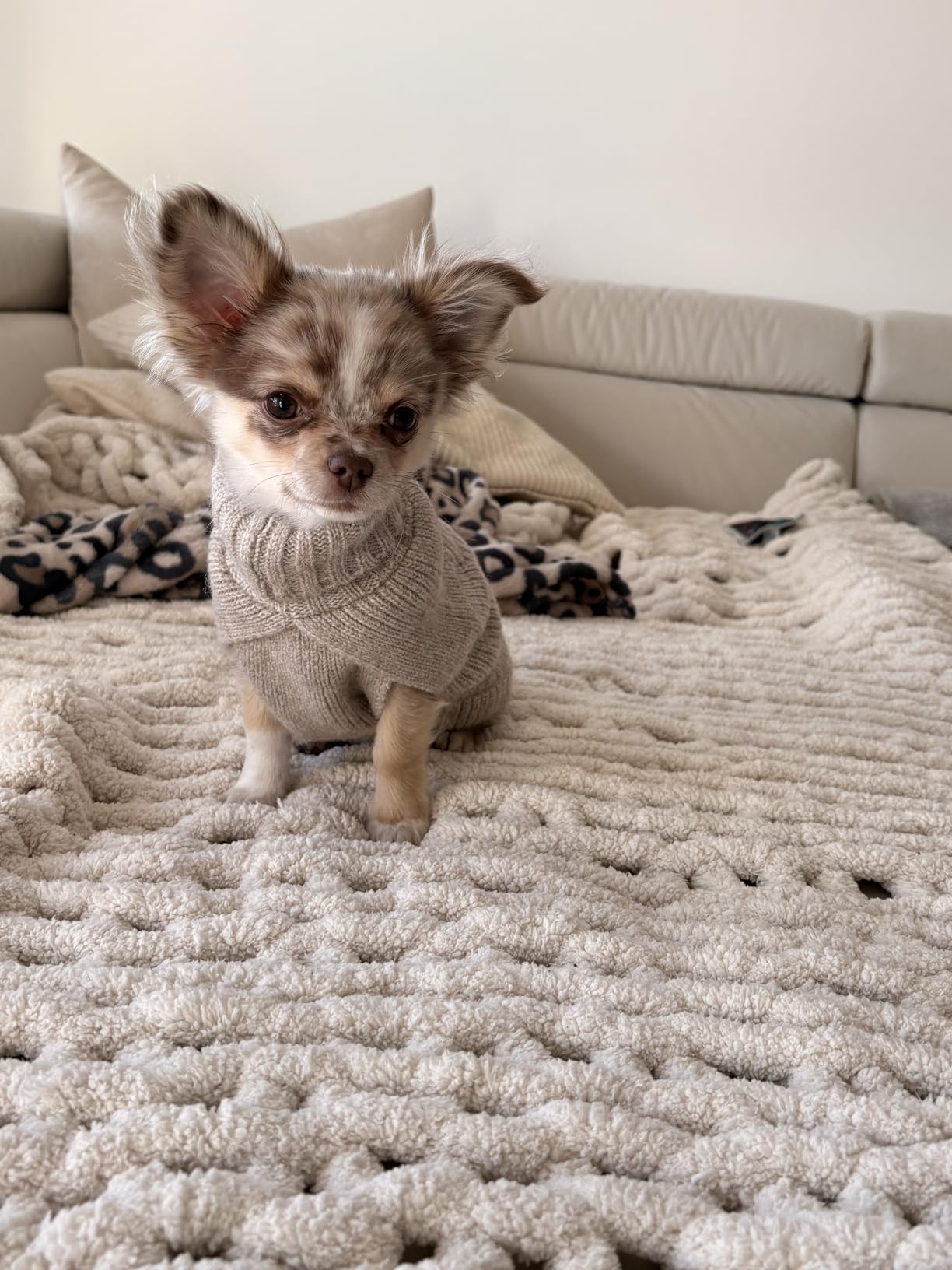 Großartig für den älteren Hund