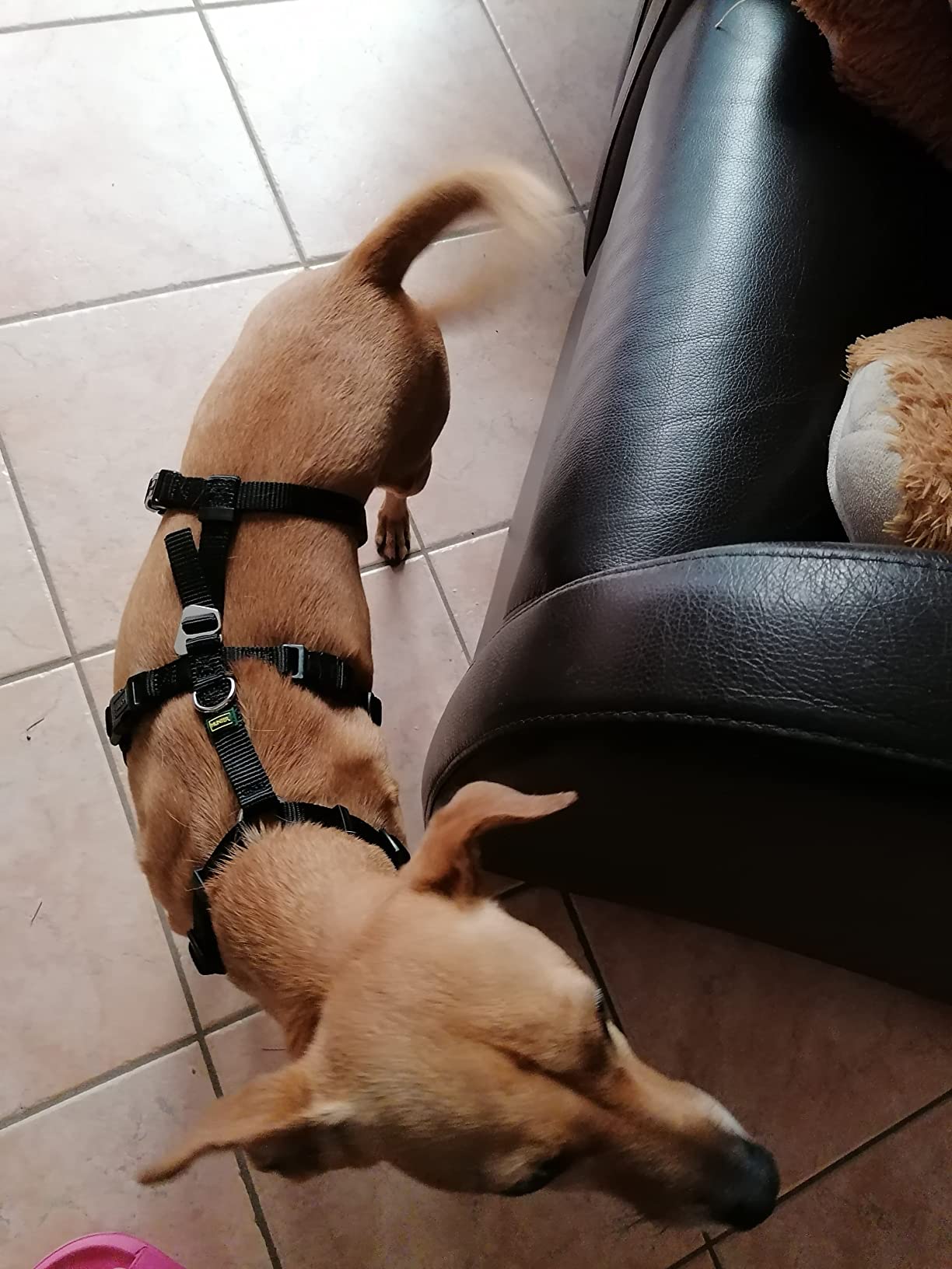 Für Panikhunde ideal