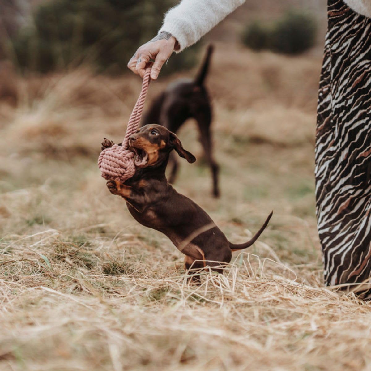 hunter-inari-hundespielzeug-tau-schleuderball-100-baumwolle-mit-handschlaufe-pas image 5