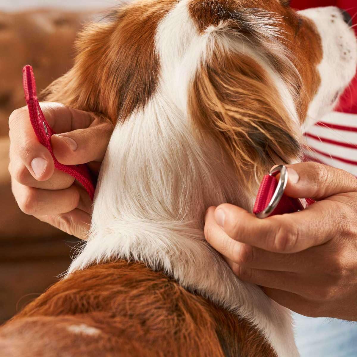 hunter-neopren-reflect-fc-bayern-m-nchen-hundehalsband-weich-gepolstert-gr-e-s-m image 8