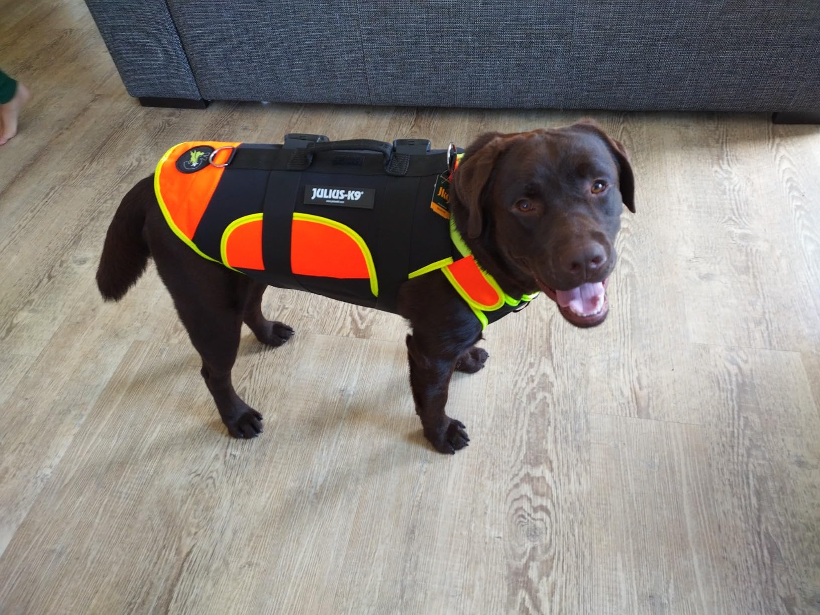 Rettet meinen Senioren-Hund
