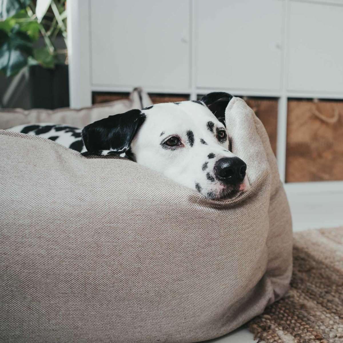 hunter-hundesofa-livingston-gr-e-m-hundebett-aus-robustem-strukturstoff-herausne image 5