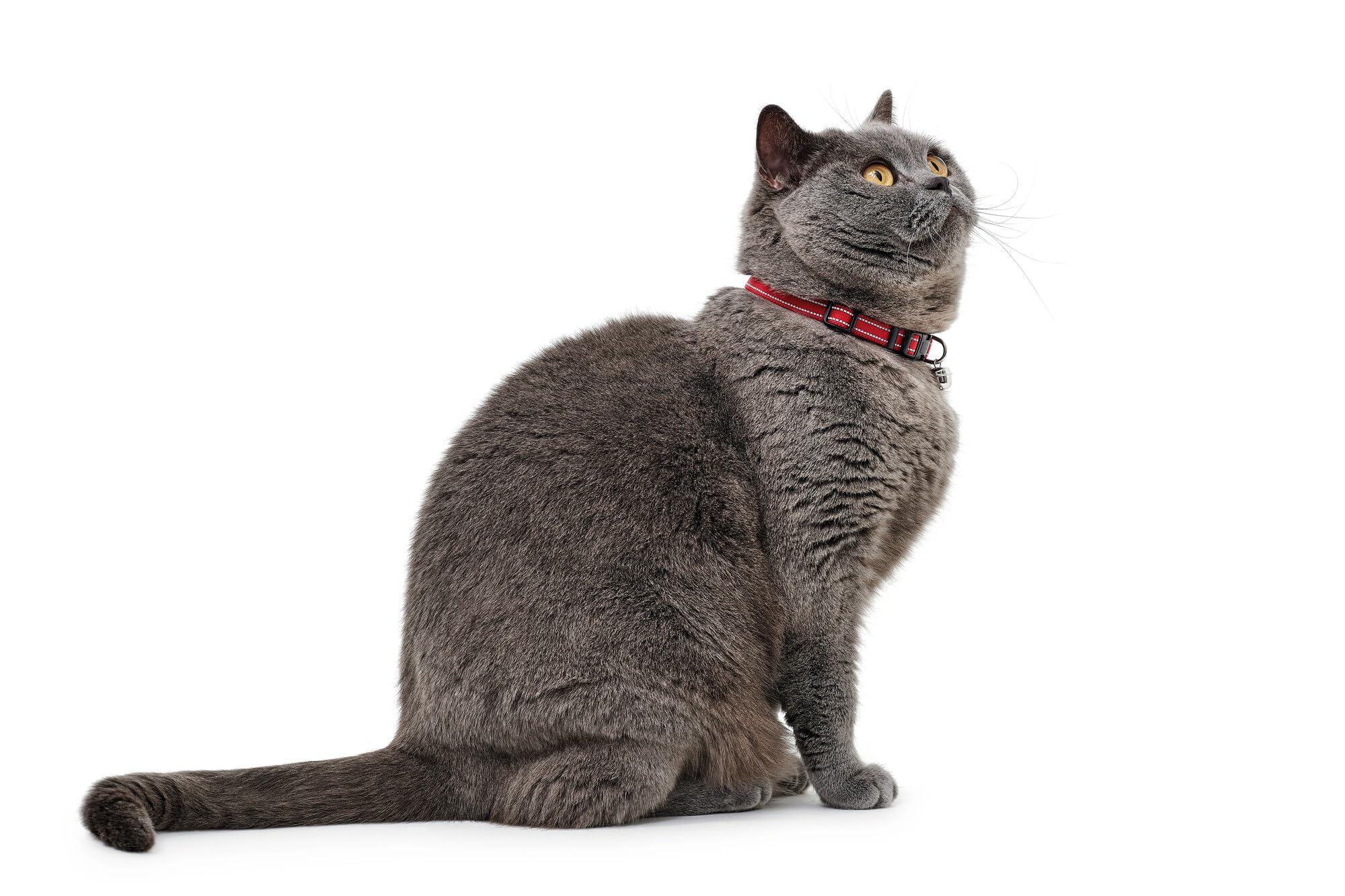 hunter-flashlight-katzenhalsband-elastisch-mit-reflektierenden-streifen-und-gloc image 2