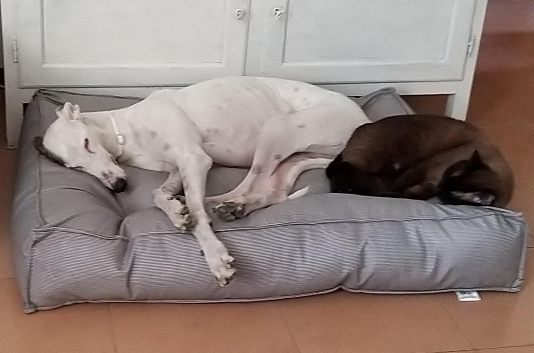 Beste Investition für die Hundehöhle