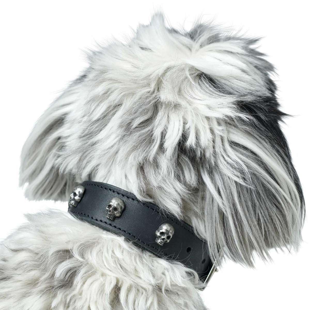 hunter-tijuana-hundehalsband-rindsleder-mit-nappaleder-futter-und-totenkopf-besa image 4