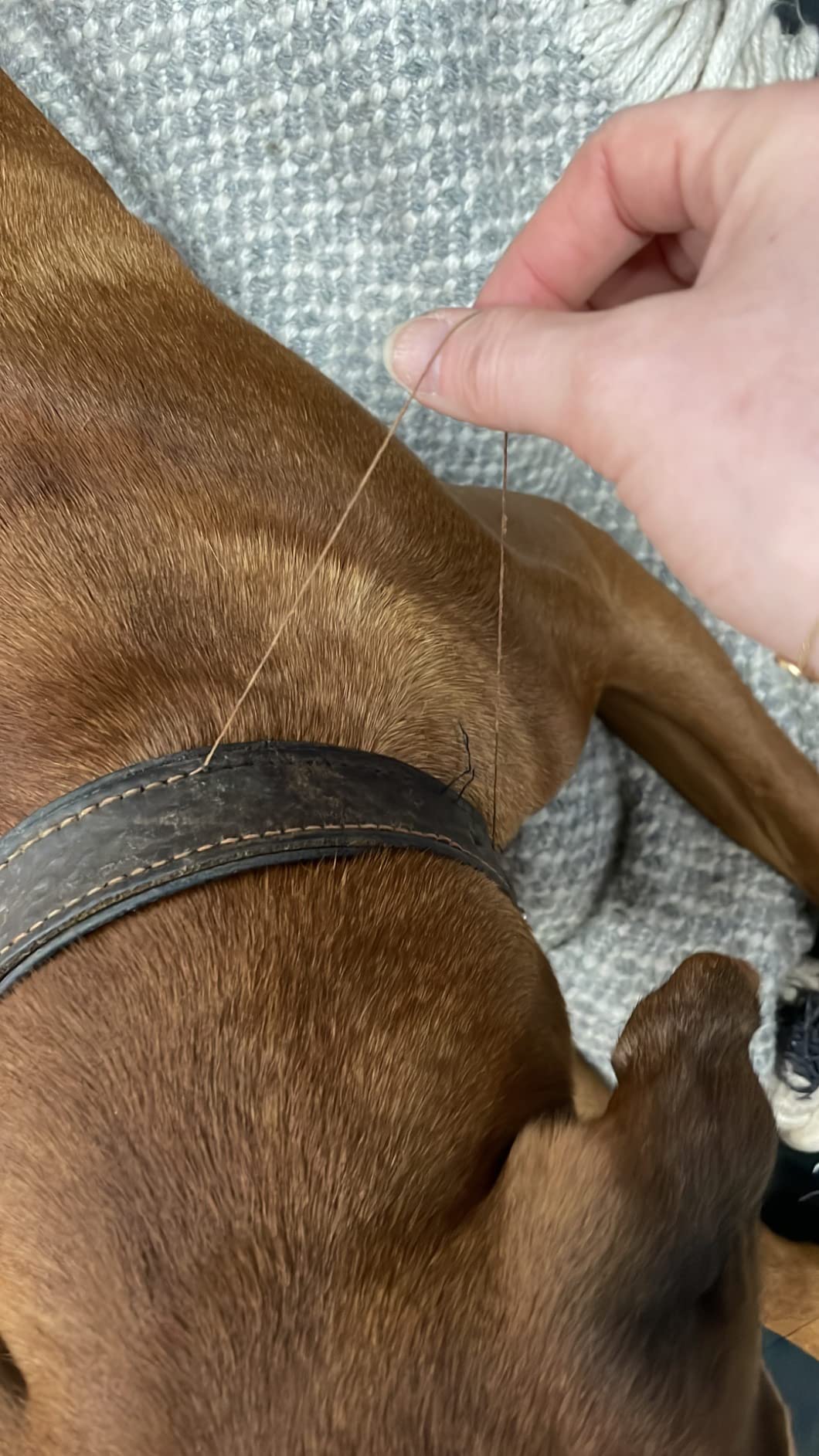 Wunderschönes Lederhalsband