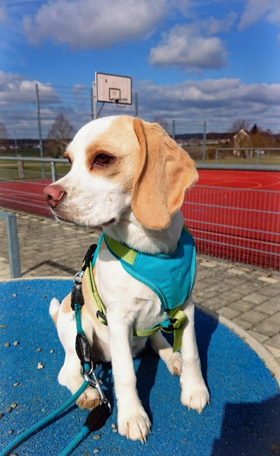 Perfekt für empfindliche Hunde