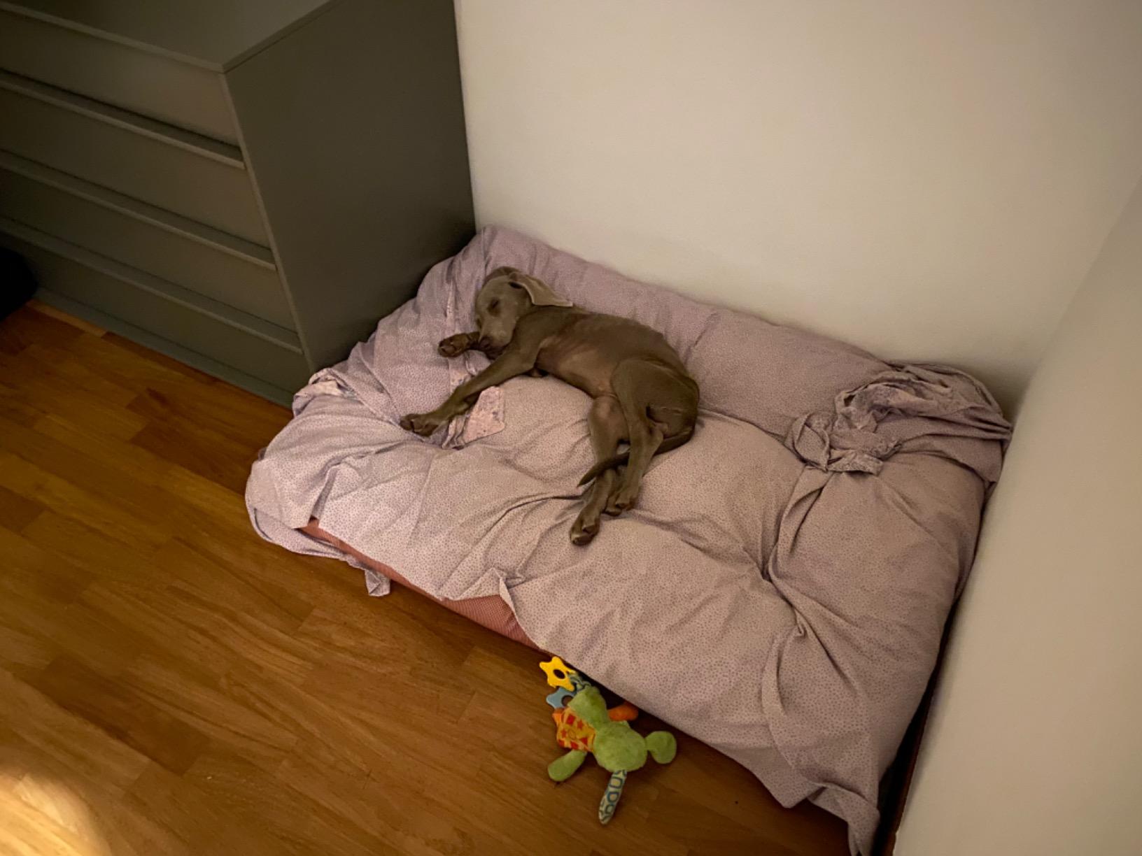 Unser Hund schläft traumhaft