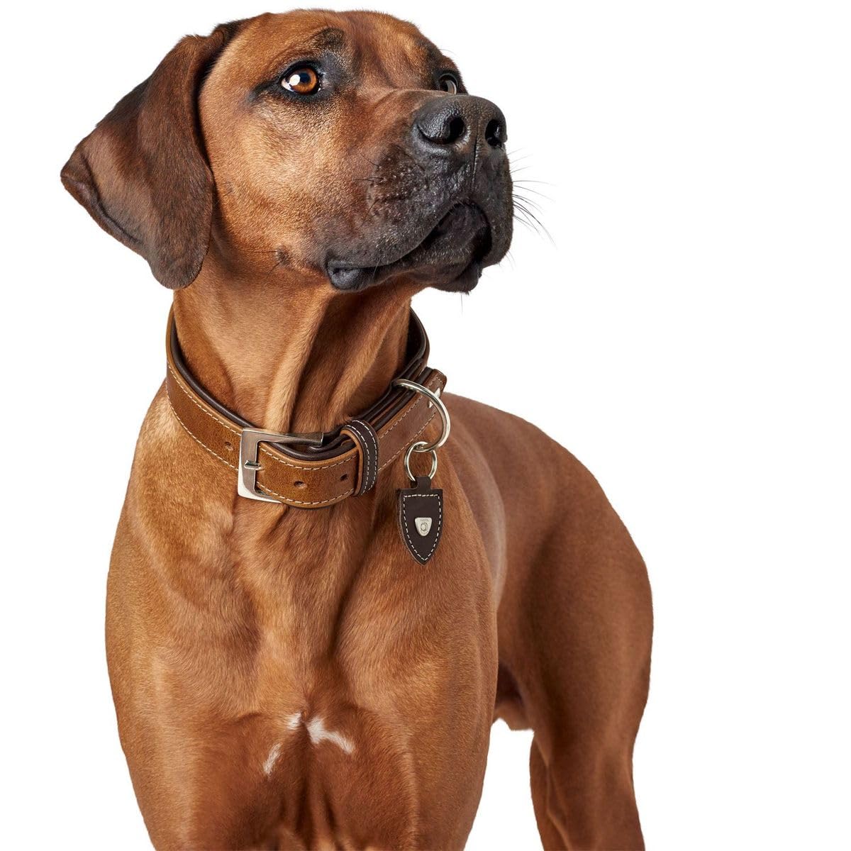 hunter-tara-hundehalsband-aus-juchtenleder-verstellbar-35-42-cm-s-m-cognac-dunke image 7