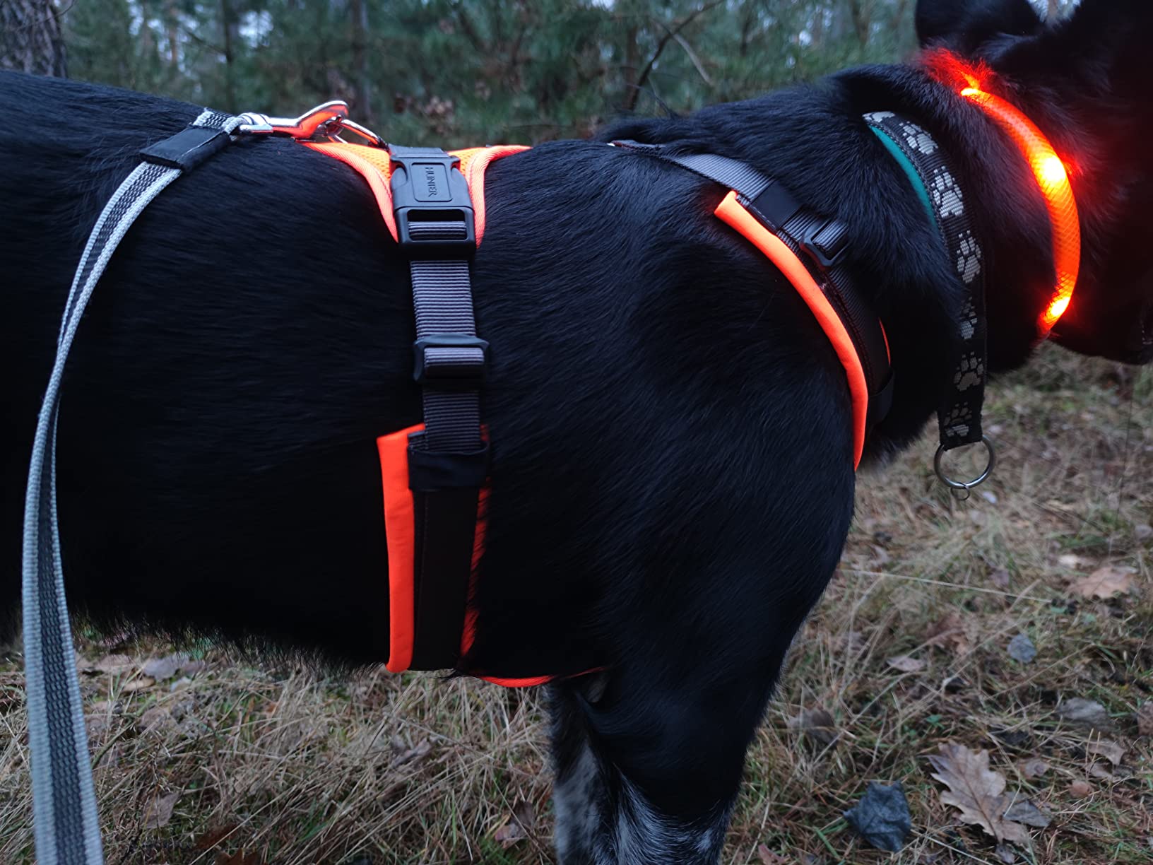Perfekt für kleine Hunde