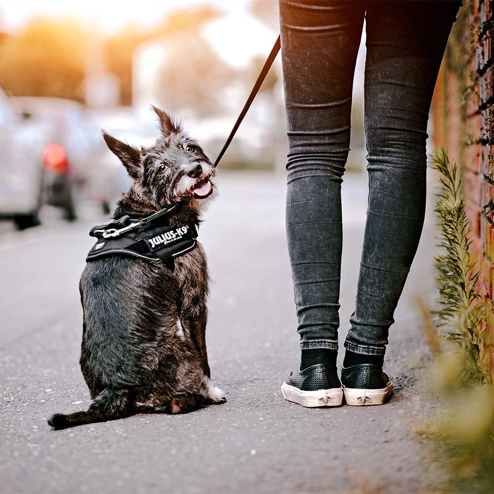 julius-k9-idc-powerharness-hundegeschirr-professionelles-brustgeschirr-mit-klett image 4
