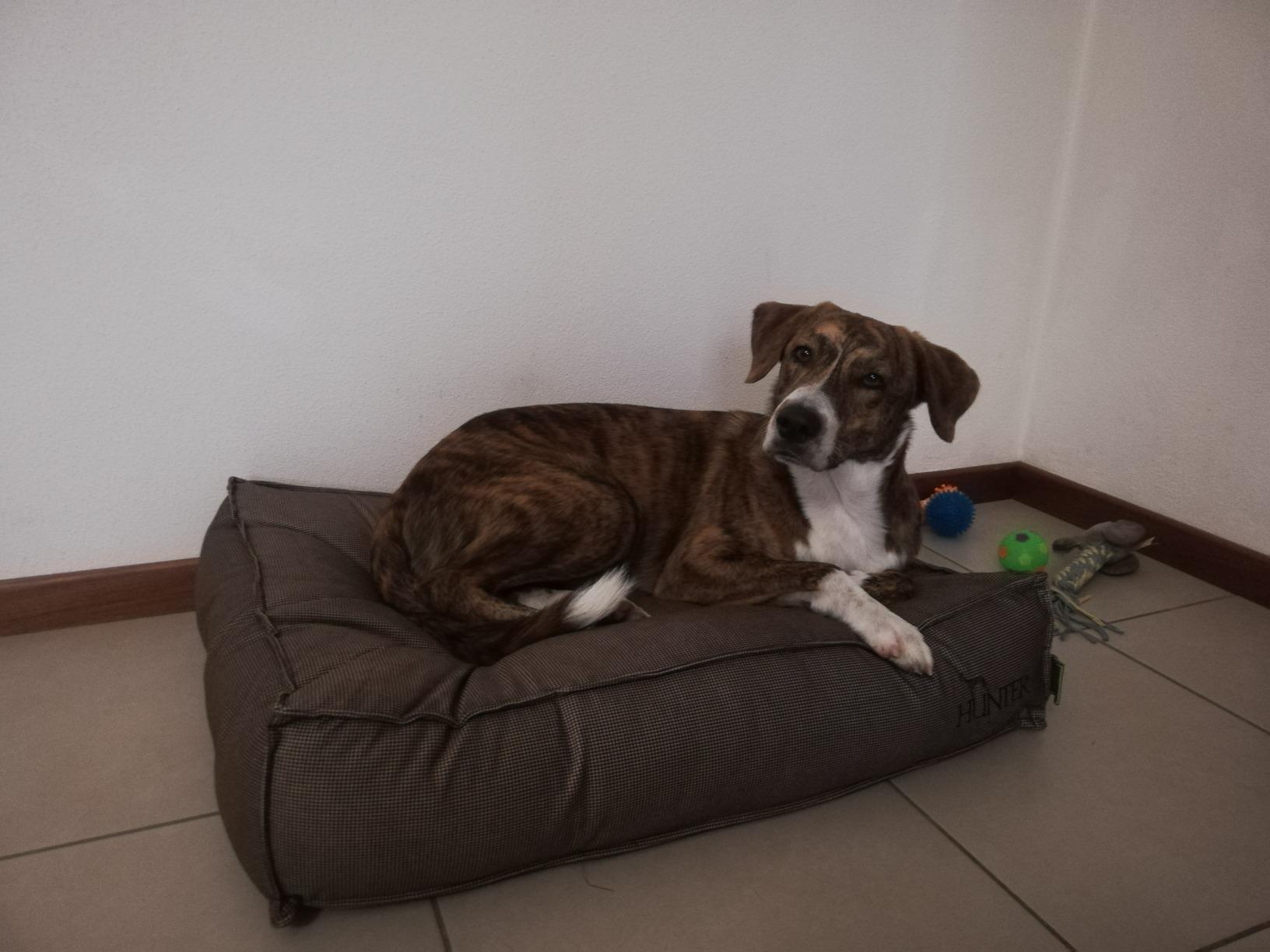 Ideal für große Hunde