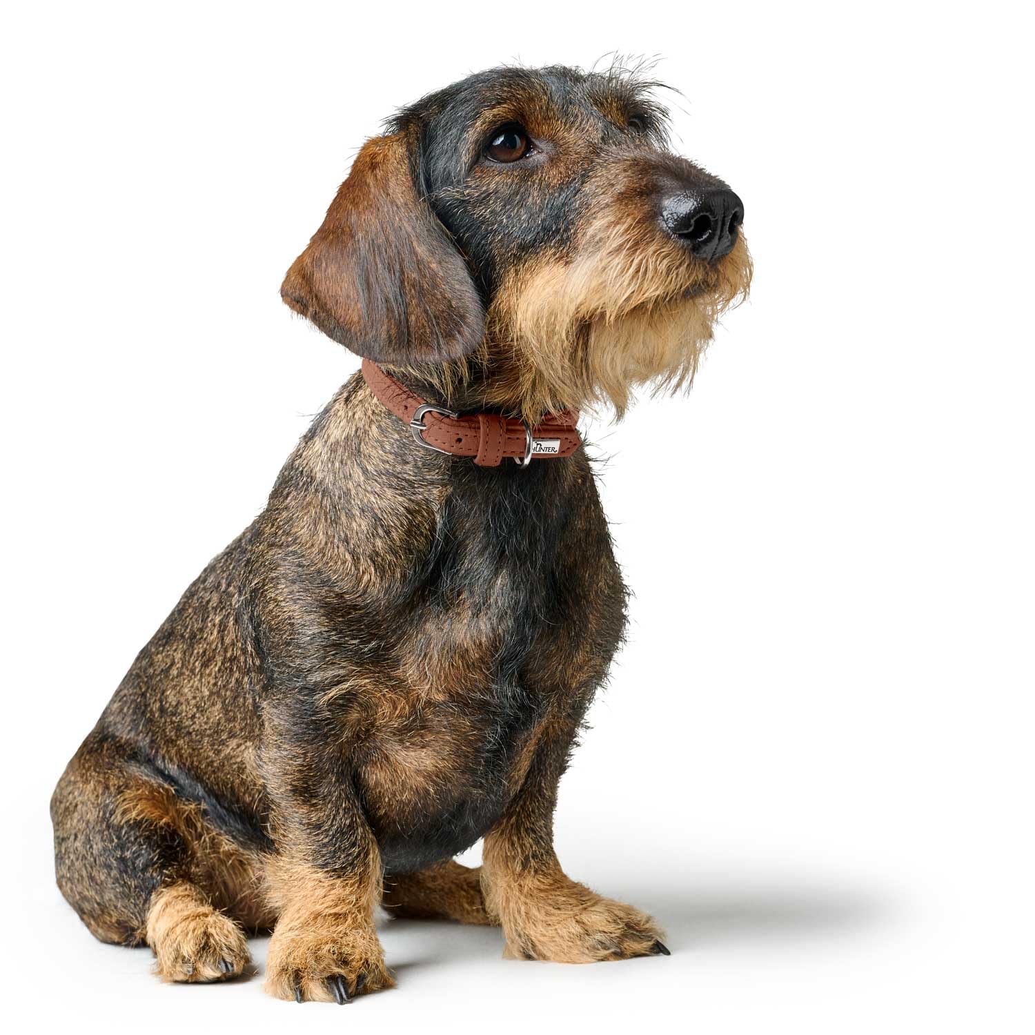 hunter-soho-mini-hundehalsband-rindsleder-fellschonend-leicht-f-r-kleine-hunde-w image 6