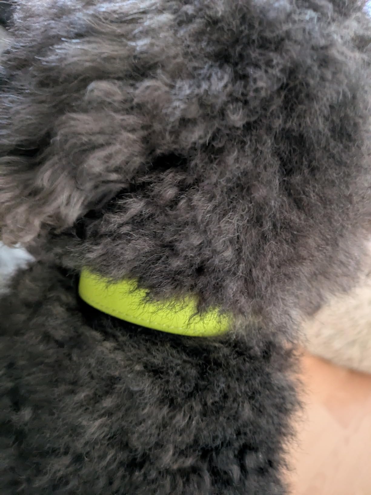 Gutes Alltags-Halsband