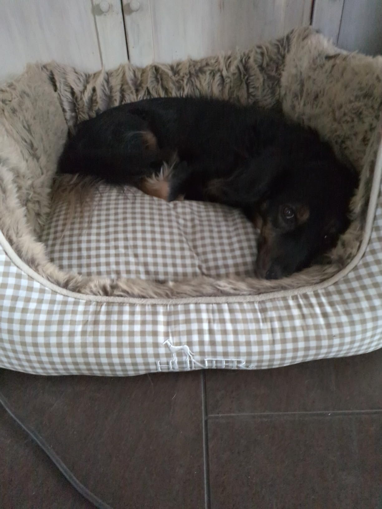Unser Hund liebt es!