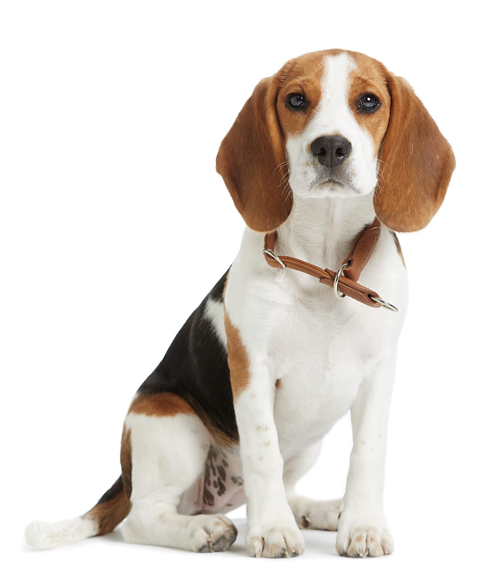 hunter-round-soft-elk-dressurhalsung-fellschonendes-elchleder-hundehalsband-rund image 2