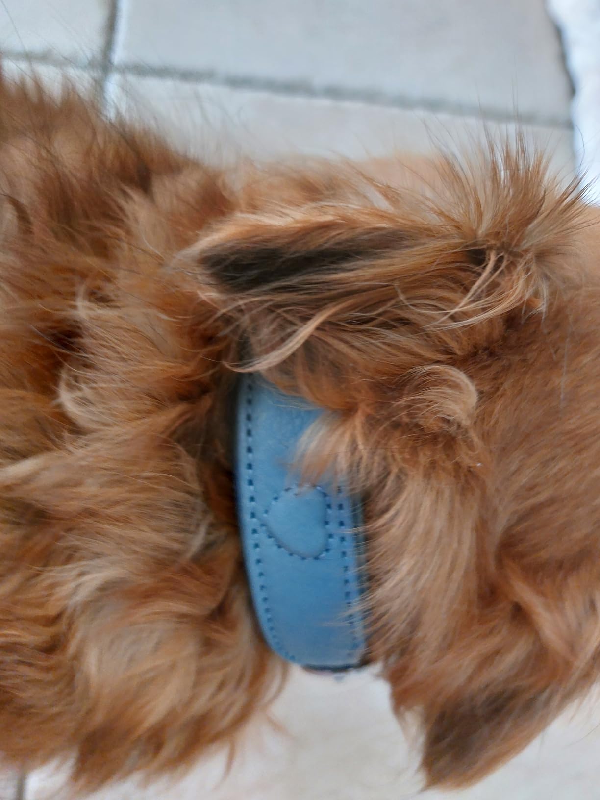 Schönes Halsband mit kleinem Makel