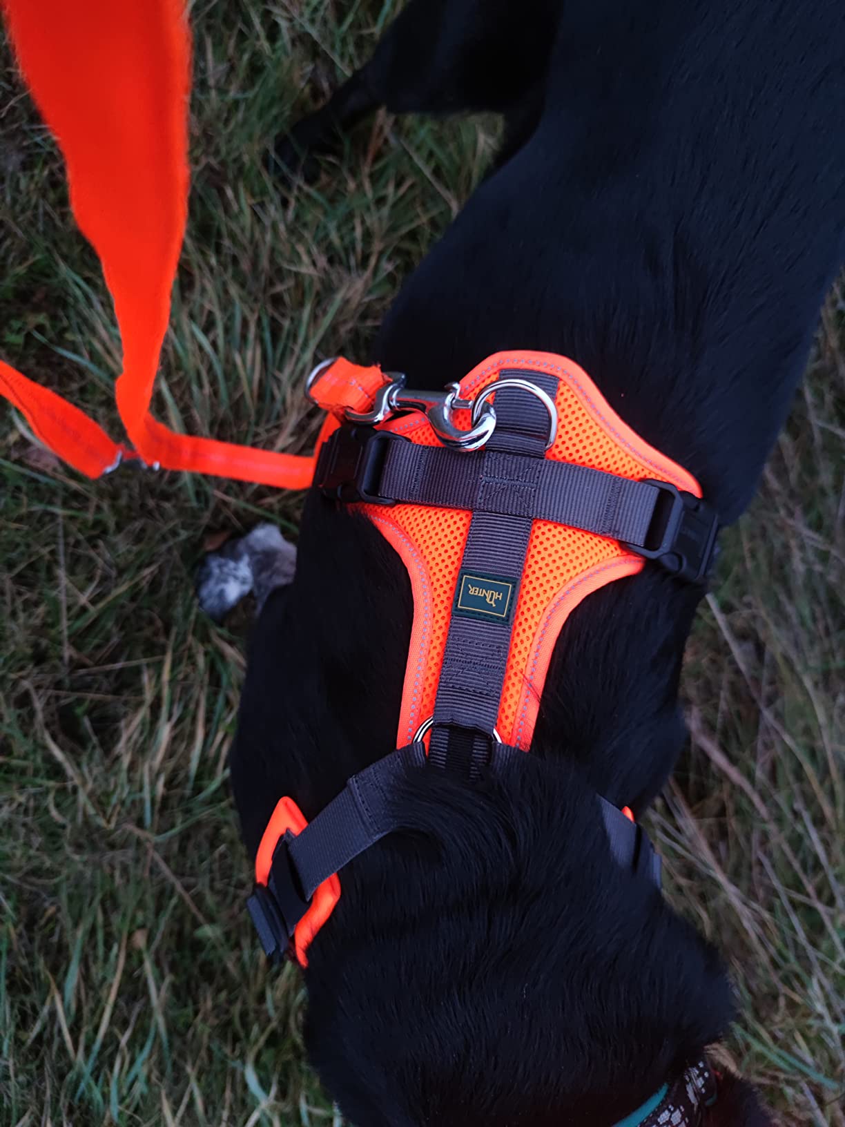 Hund akzeptiert es sofort