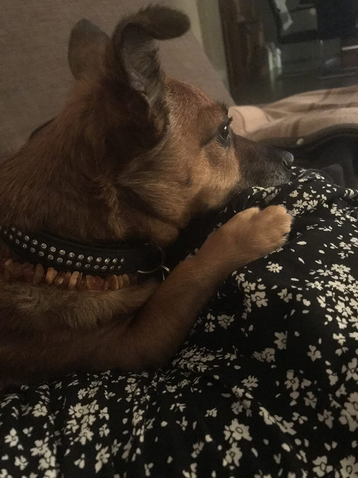 Wunderschönes Halsband
