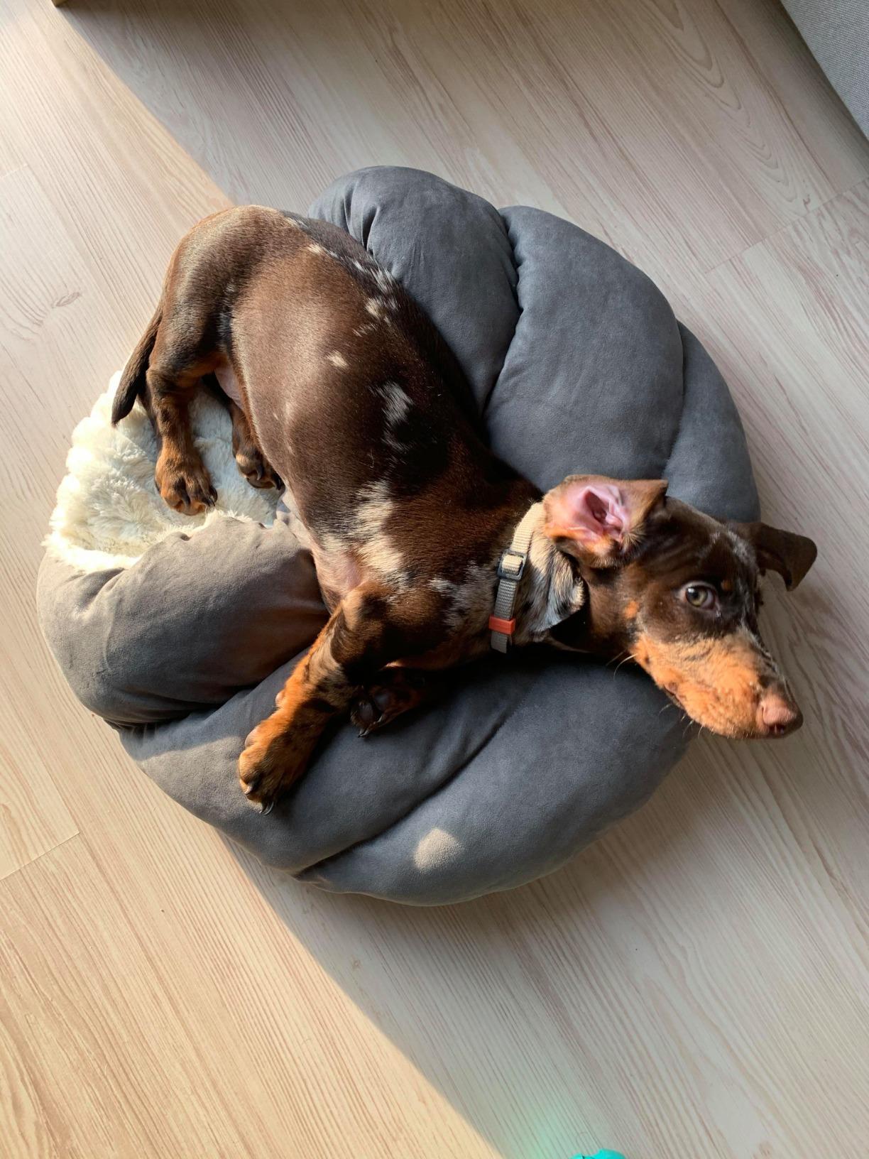Gutes Katzenbett, kleine Schwächen