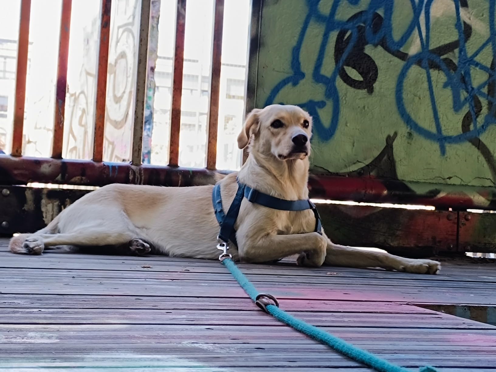Perfekt für kleine Hunde