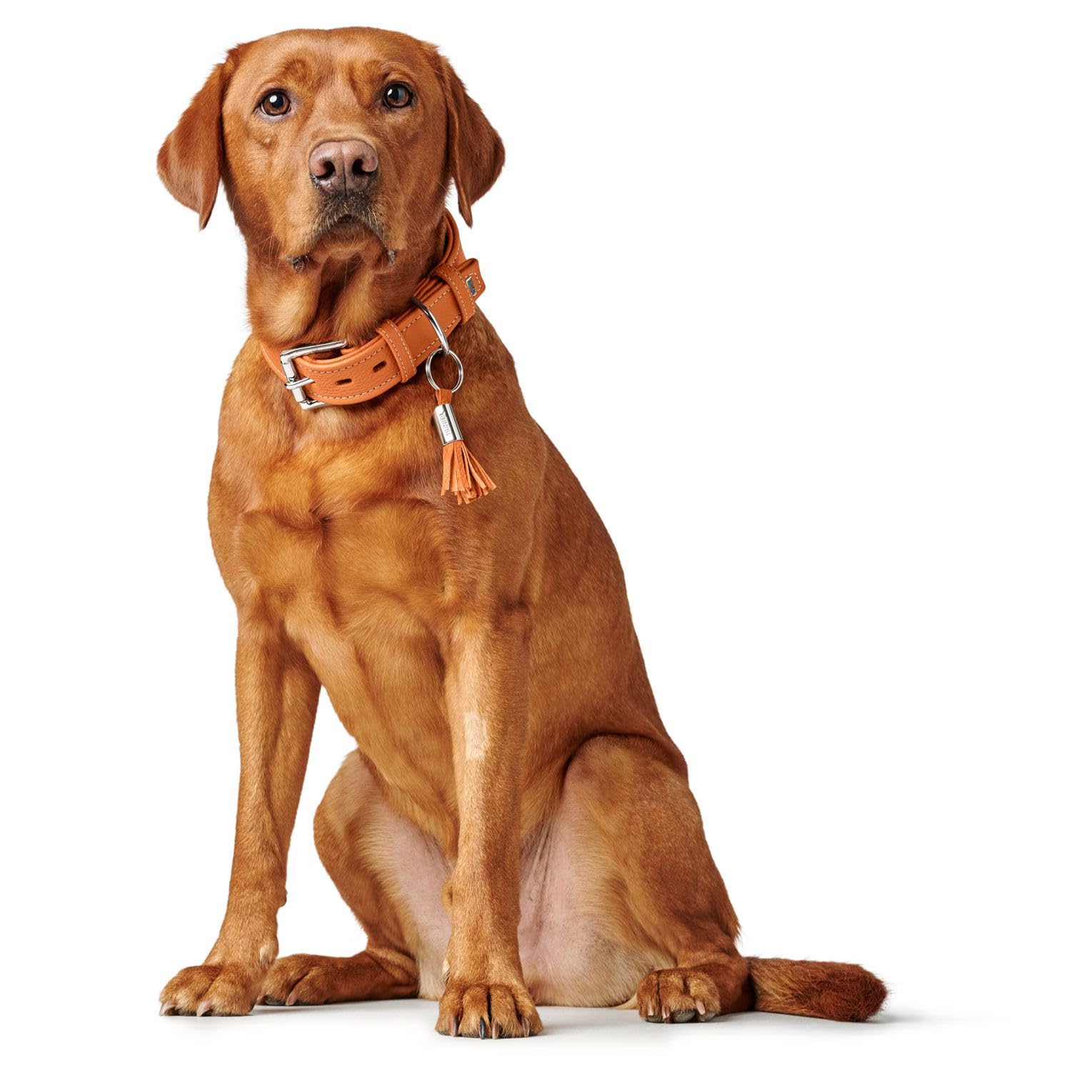 hunter-cannes-hundehalsband-rindnappaleder-handgefertigt-in-deutschland-orange-g image 4