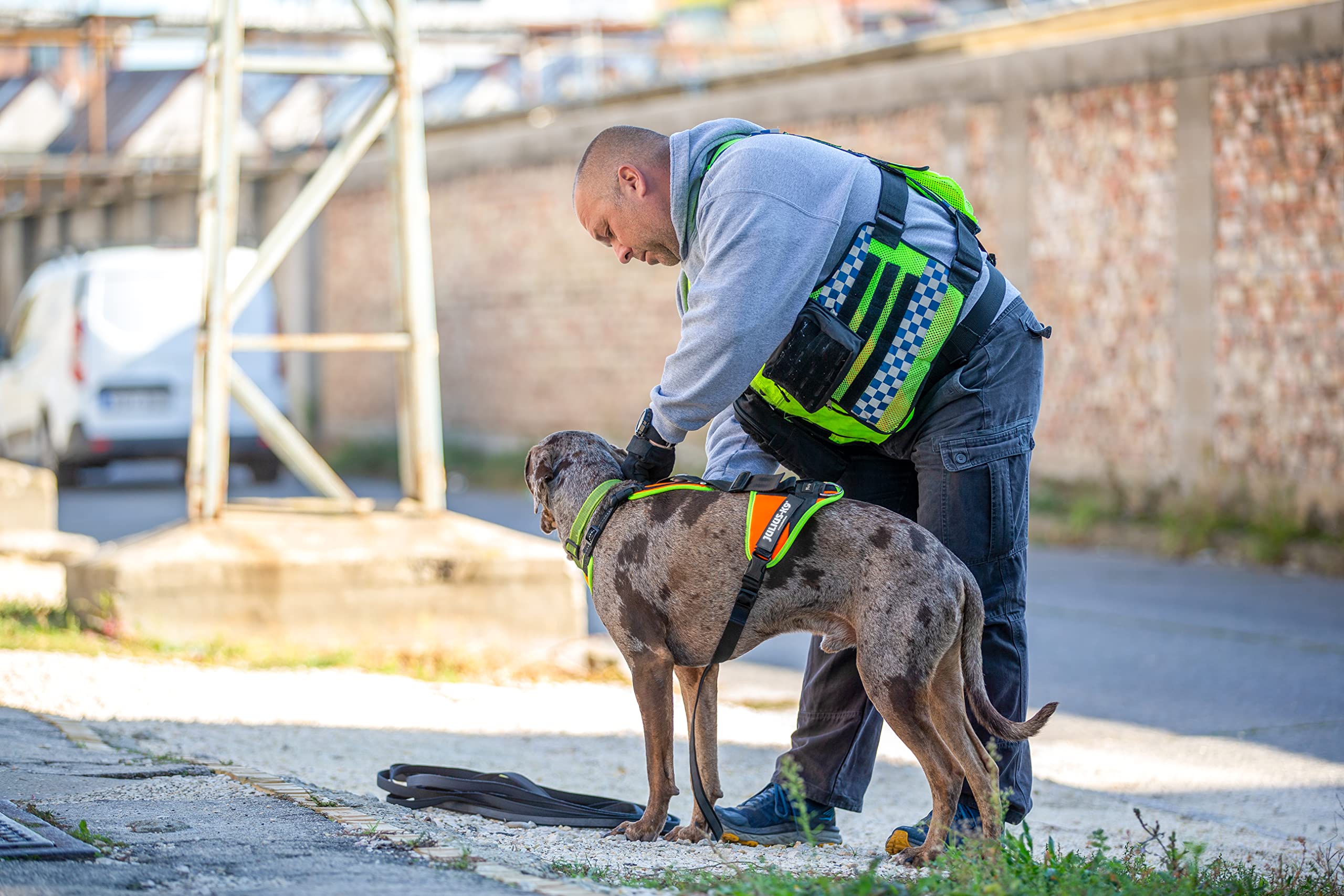 julius-k9-mantrailing-outdoor-hundegeschirr-19mtr-xs-gr-e-xs-schwarz-5-punkt-ein image 7