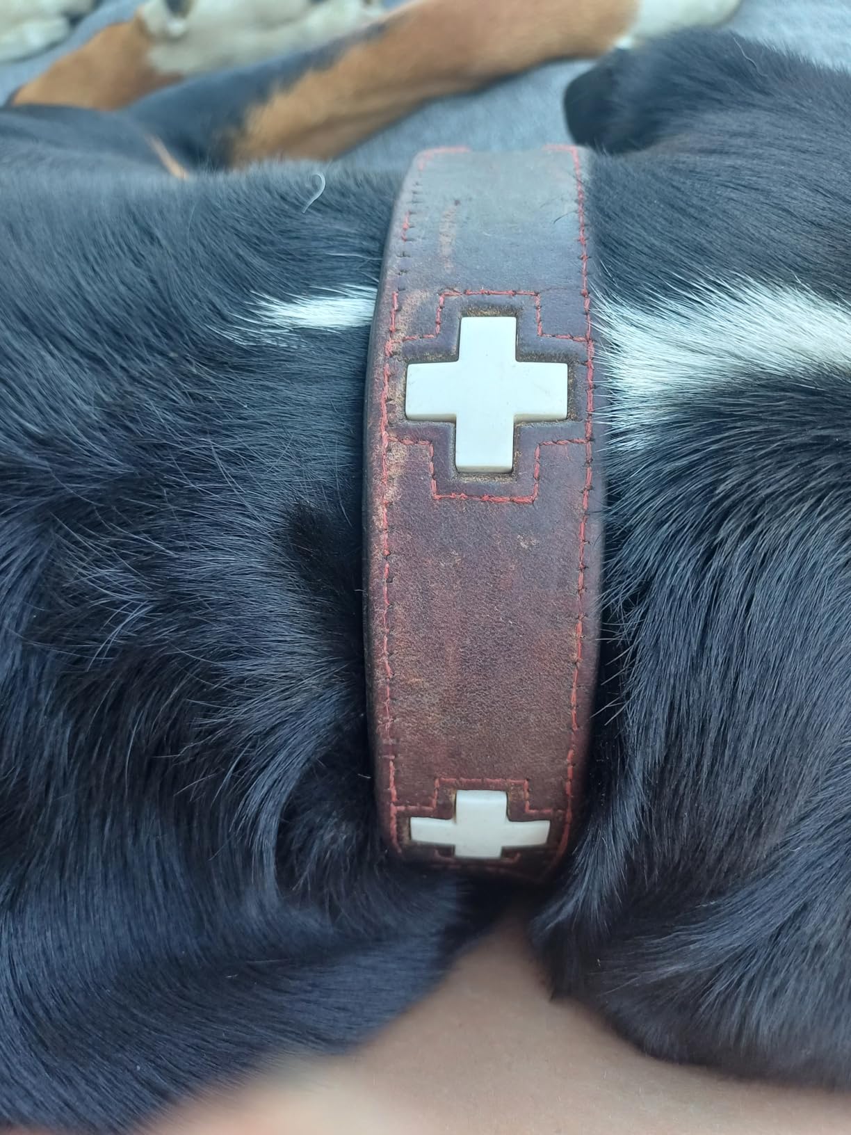Perfekt für Mini-Hunde