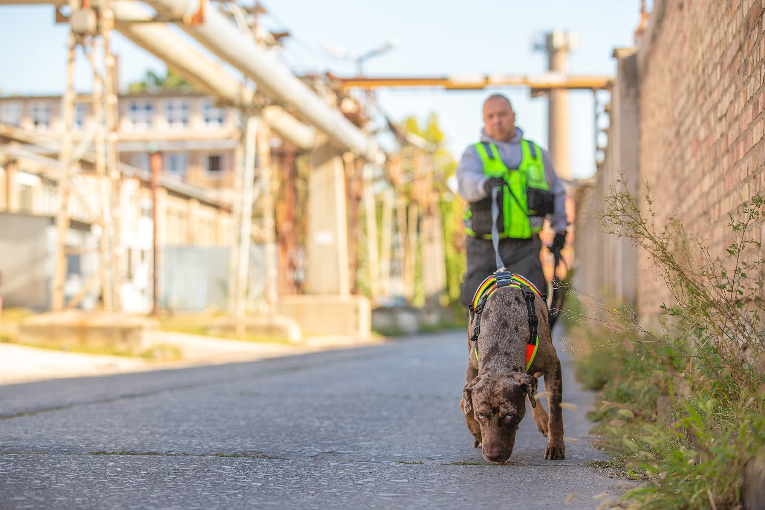 julius-k9-mantrailing-outdoor-hundegeschirr-19mtr-xs-gr-e-xs-schwarz-5-punkt-ein image 8