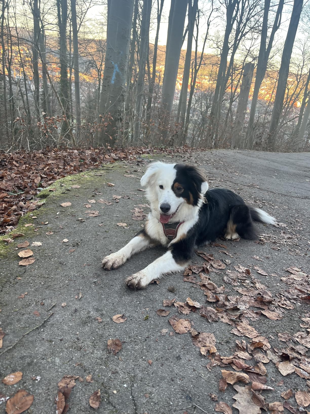 Passt nicht jedem Hund