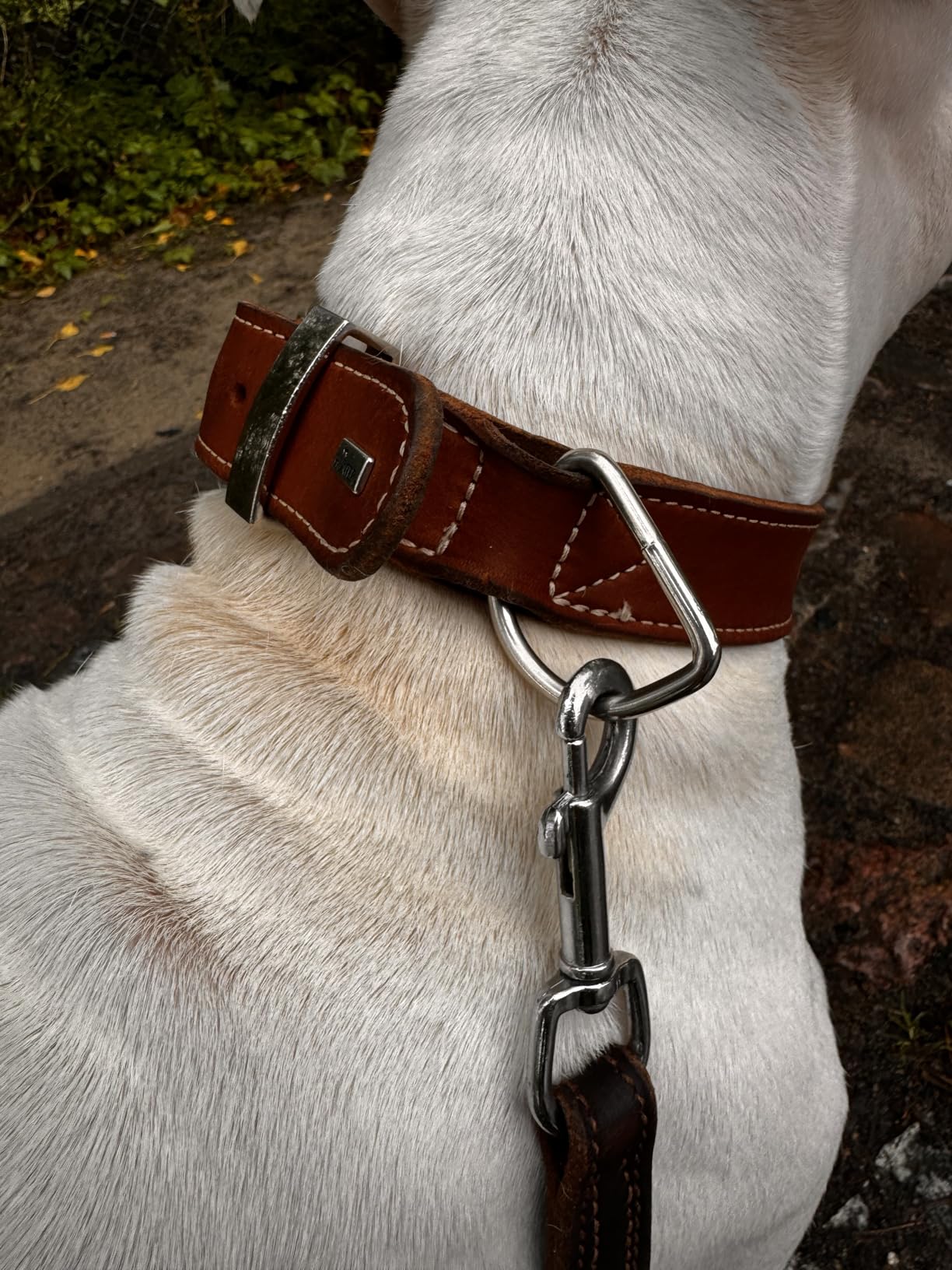 Sehr gutes Halsband