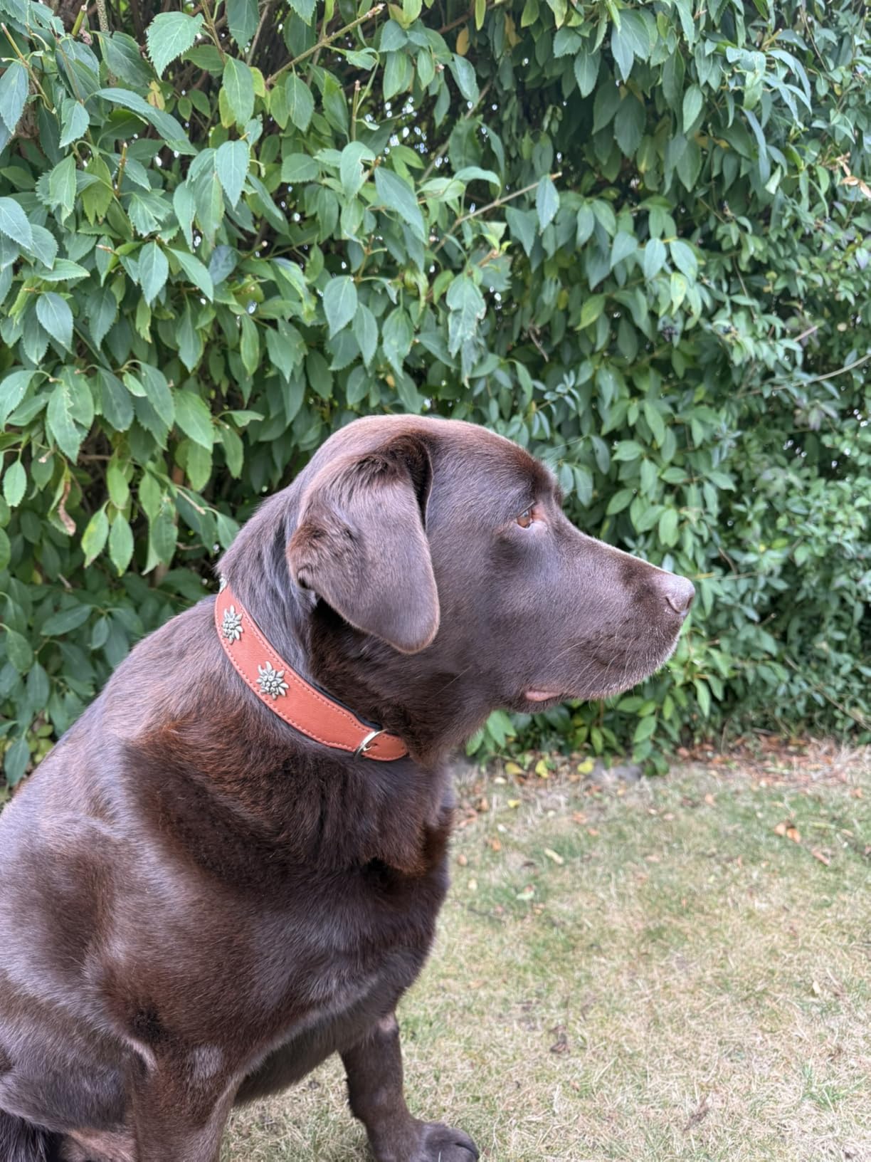 Bayrischer Charme für den Hund