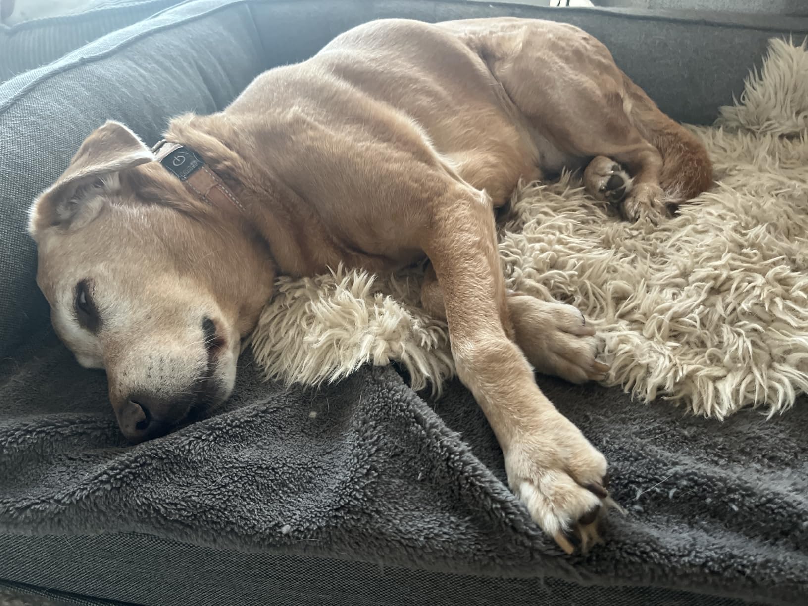 Unser Senior liebt es