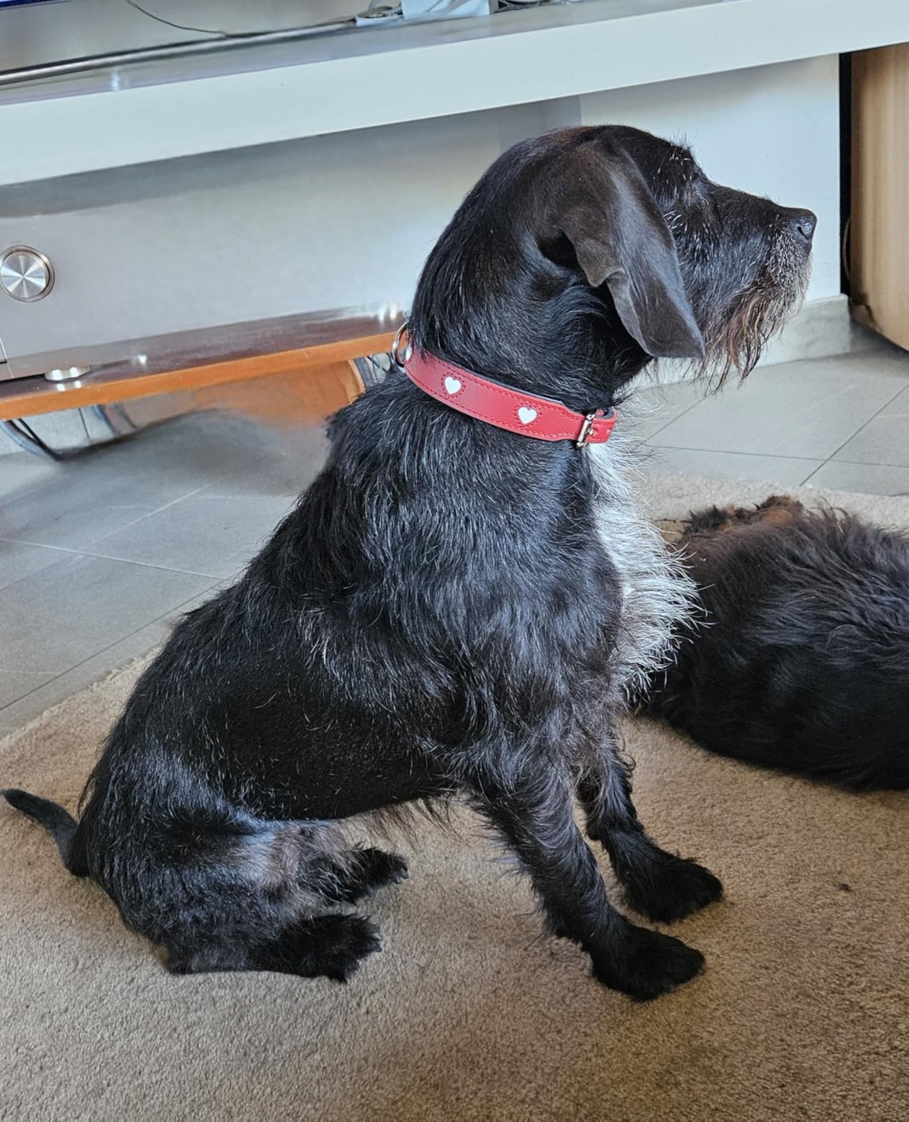 Leider zu schwer für kleine Hunde