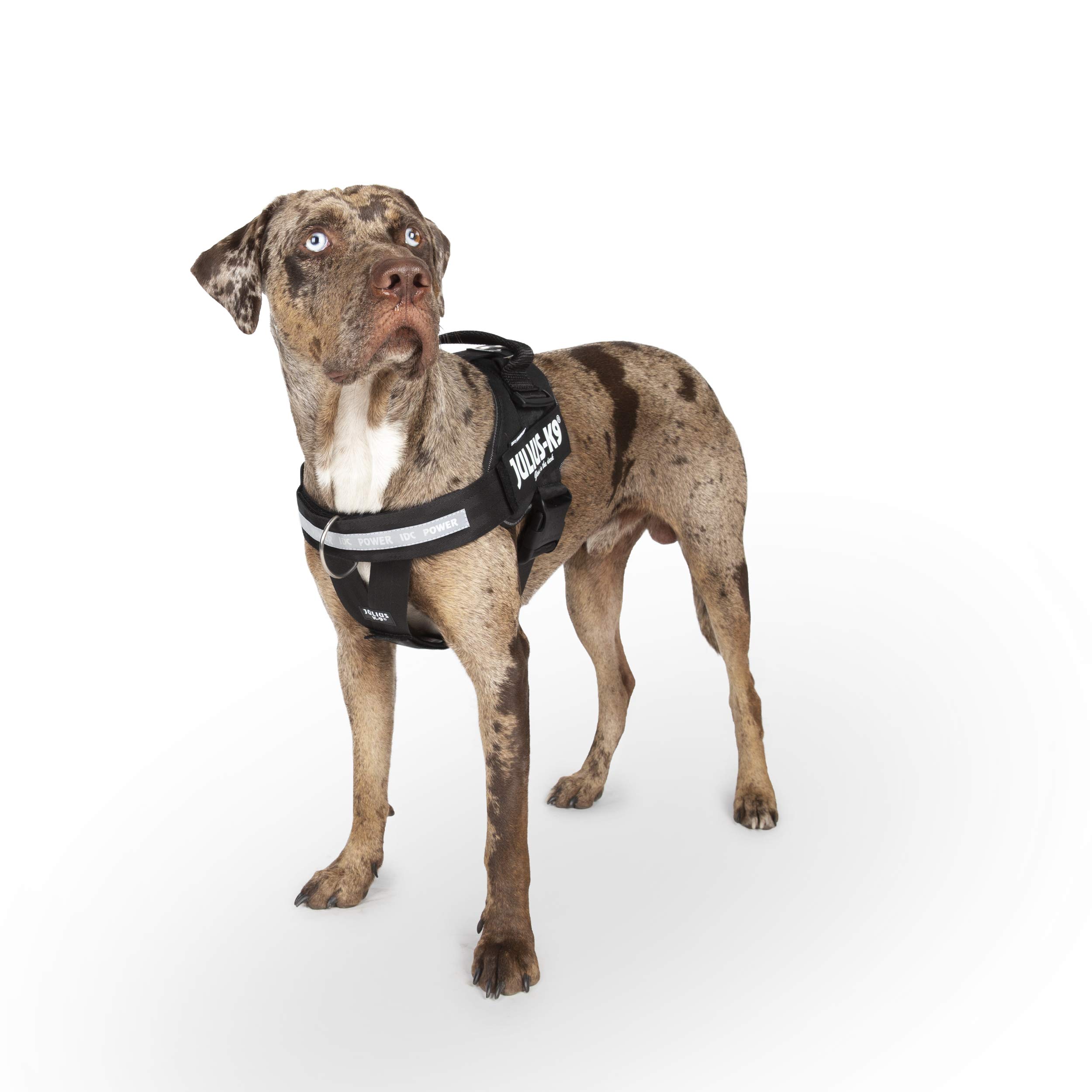 julius-k9-idc-powergeschirr-16idc-pbghs-1-l-1-hundegeschirr-mit-front-control-y- image 5