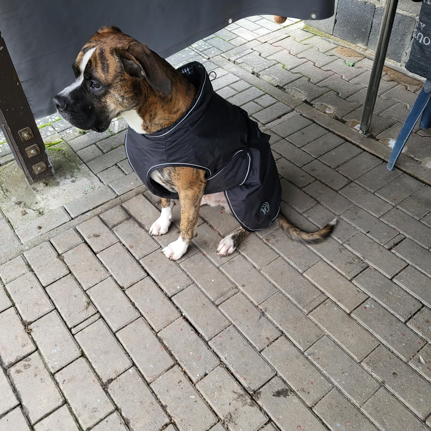 Der beste Hundemantel, den wir hatten