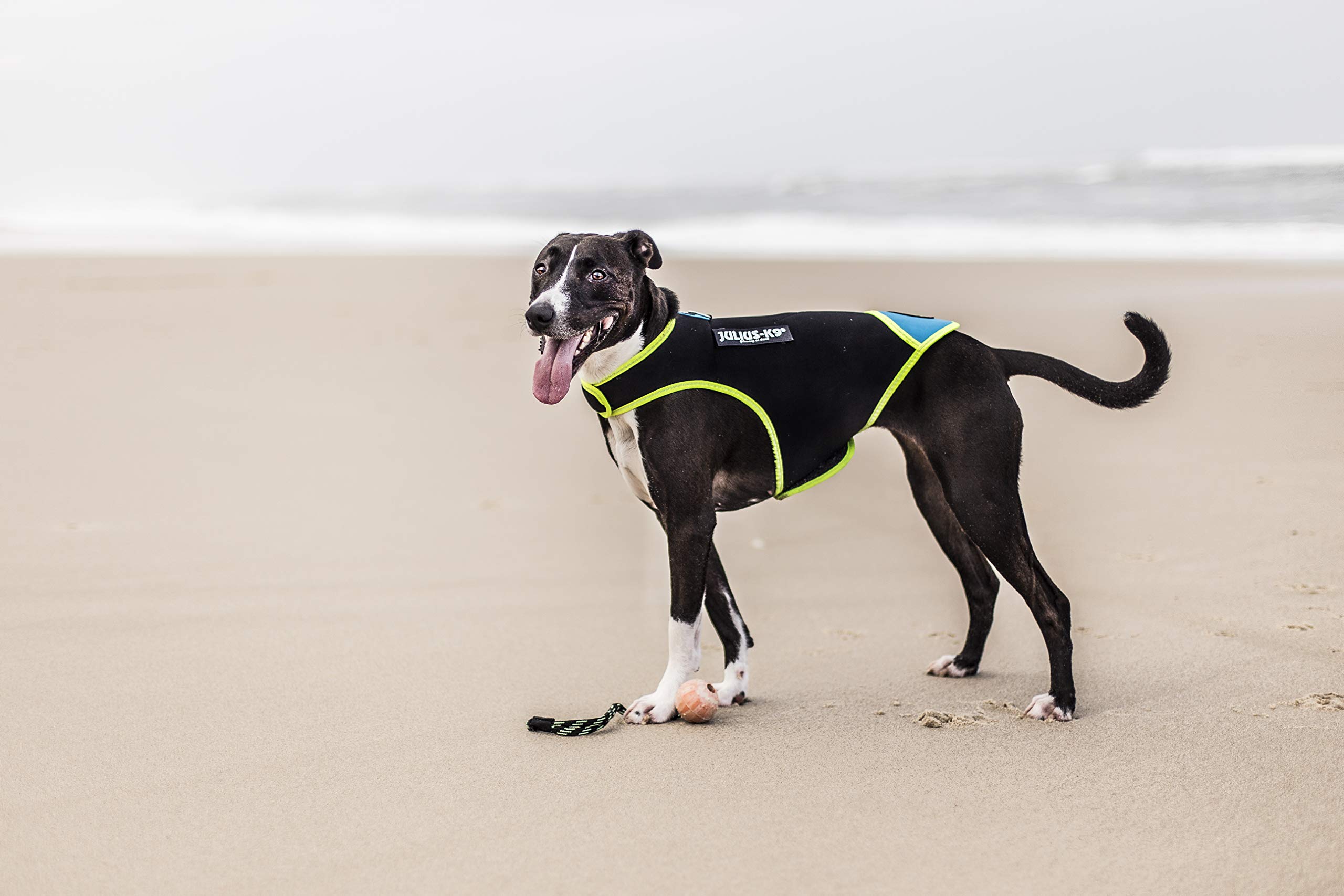 julius-k9-idc-neoprene-hundekleidung-gr-e-l-schwarz-aquamarine-wasserfeste-neopr image 6