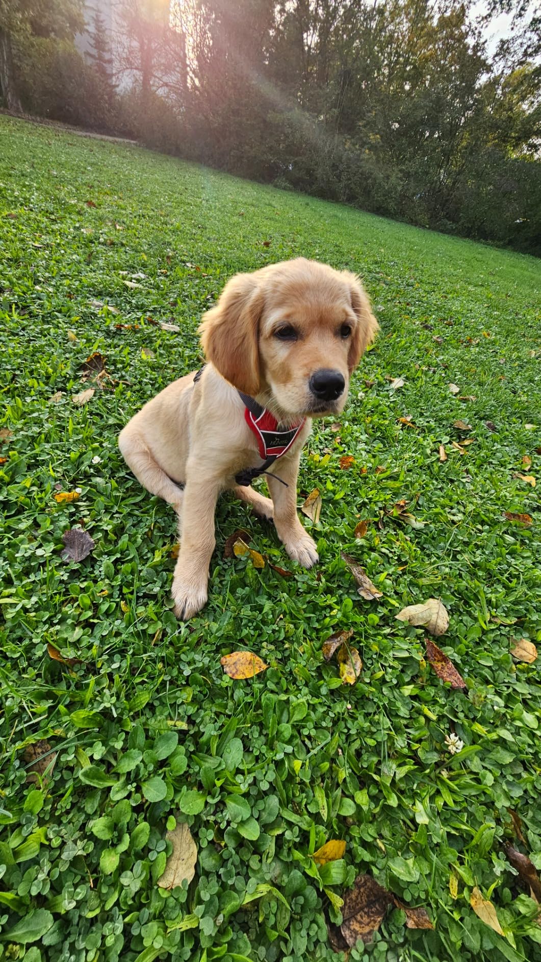 Erfahrene Hundebesitzerin zufrieden