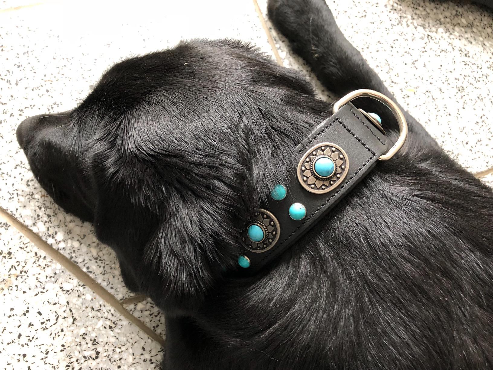 Leider zu steif für meinen Hund