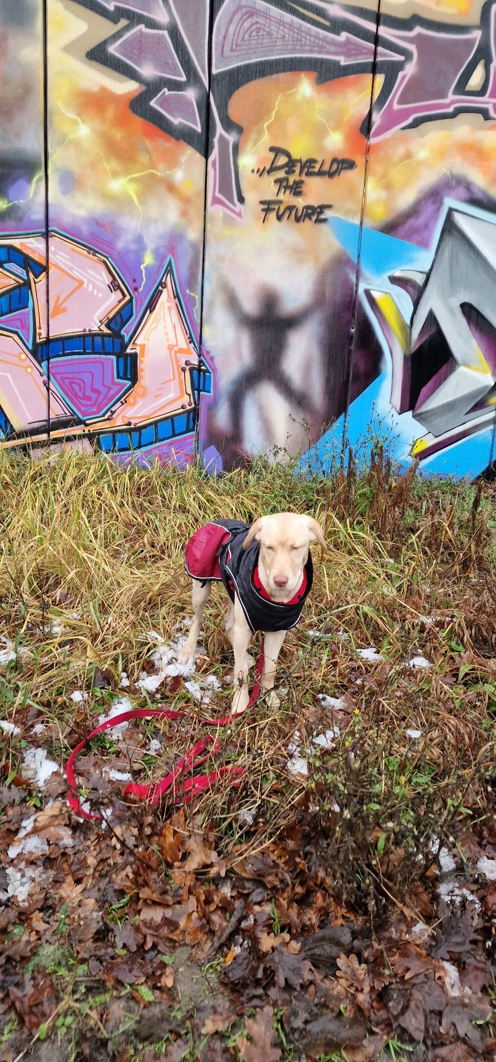 Bester Hundemantel ever