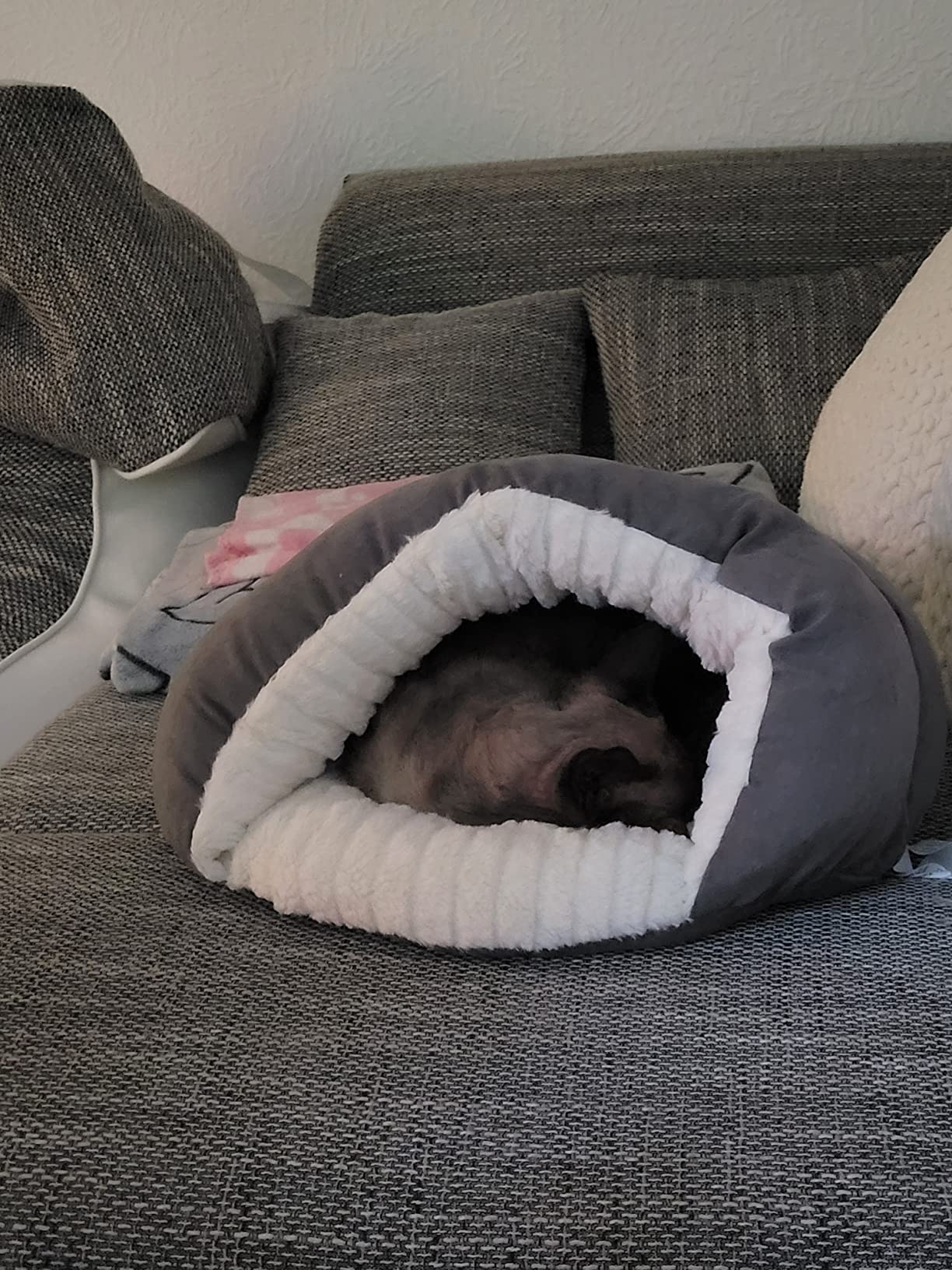 Auch für Kitten perfekt