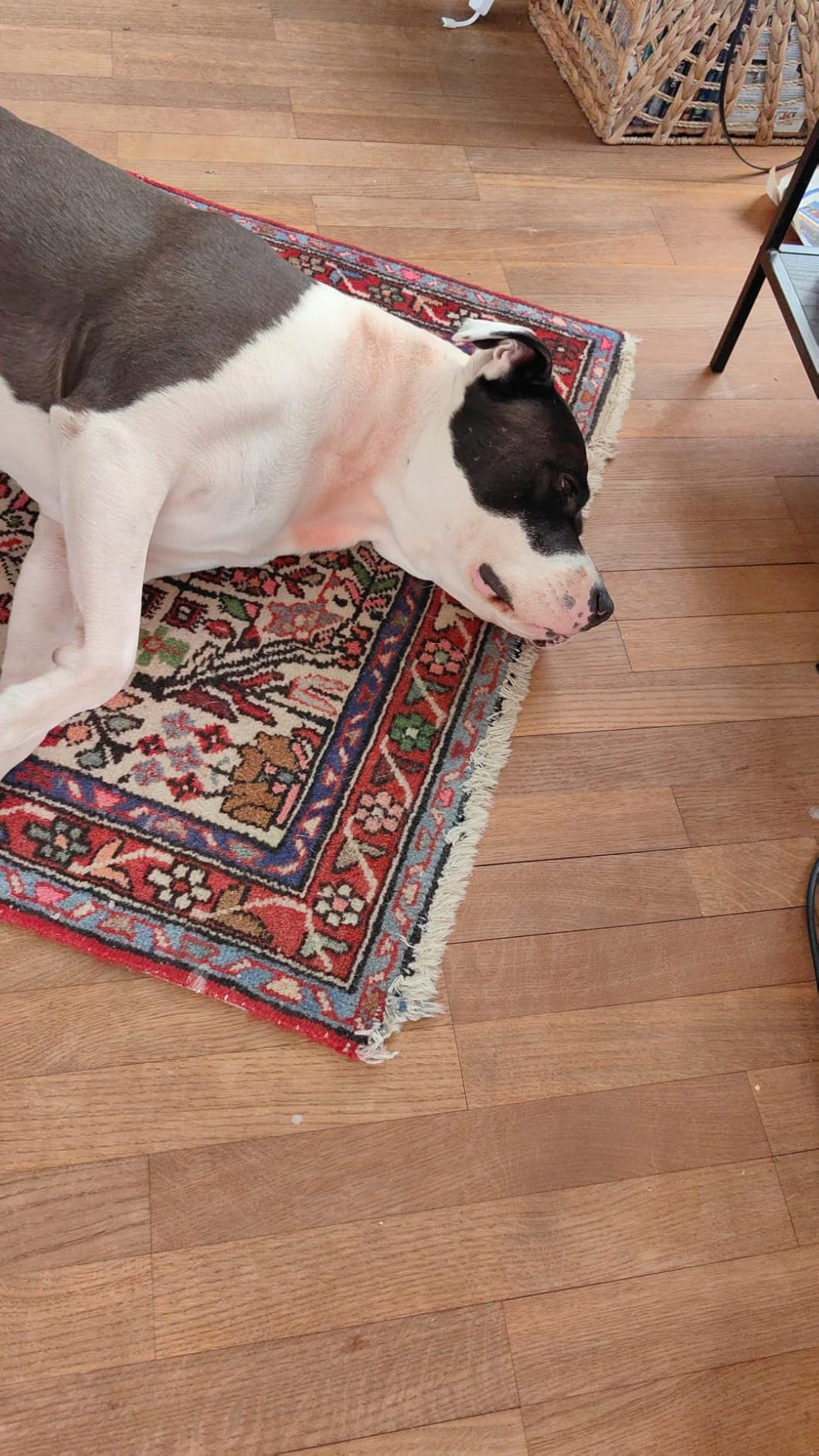 Erste Wahl für kleine empfindliche Hunde