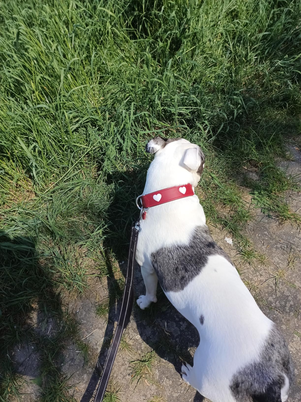 Tolles Halsband, Größentabelle beachten