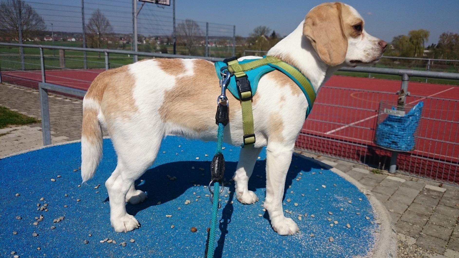 Für den Hundesport ideal