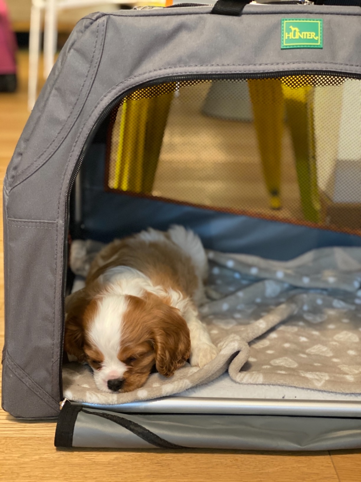 Super Transportbox für kleine Hunde