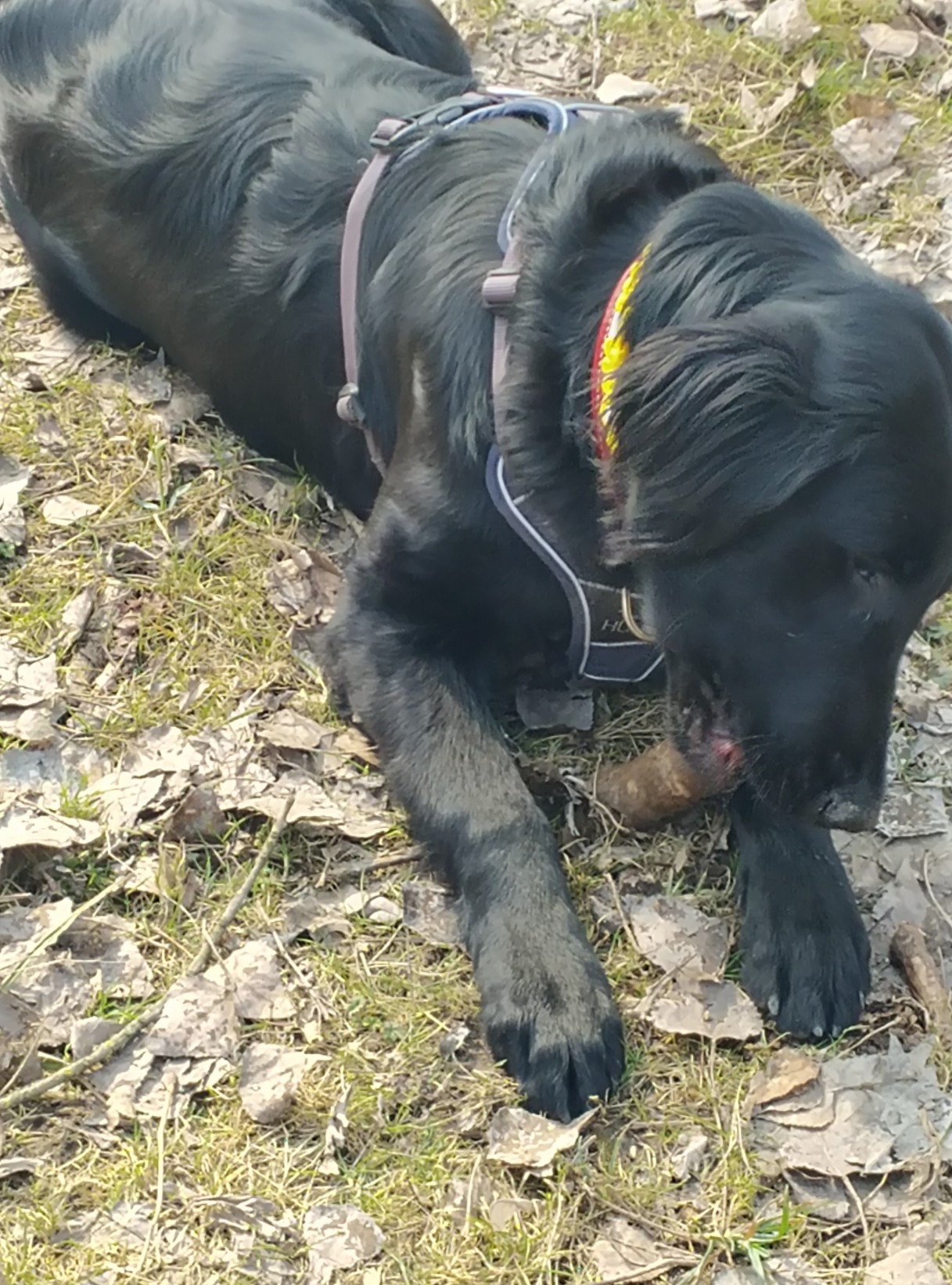 Wunderschönes Halsband für kleine Hunde