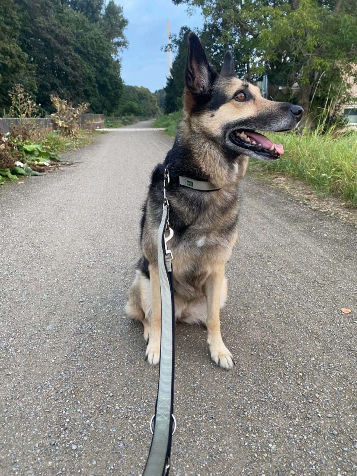 Klare Empfehlung für kleine Hunde