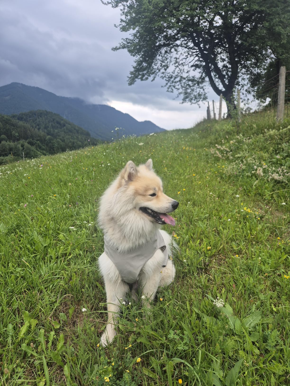 Trockener Hund, glückliche Halter